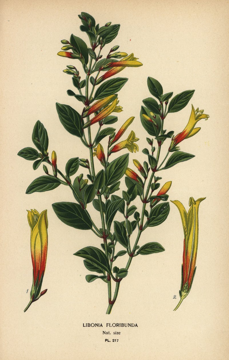 الفوشيه البرازيلي ، Justicia floribunda (Libonia floribunda). الطباعة الحجرية الملونة من رسم توضيحي رسمه Desire Bois من زهور الحدائق والدفيئة المفضلة لإدوارد ستيب ، فريدريك وارن ، لندن بواسطة الرغبة جورج جان ماري بوا
