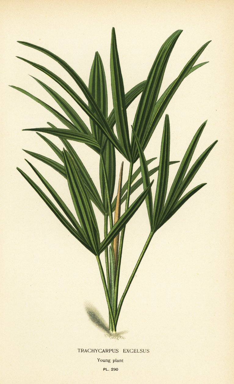 نخيل سيدة عريضة الأوراق أو نخيل من الخيزران ، Rhapis excelsa (Trachycarpus excelsus). الطباعة الحجرية الملونة من رسم توضيحي رسمه Desire Bois من زهور الحدائق والدفيئة المفضلة لإدوارد ستيب ، فريدريك وارن ، لندن بواسطة الرغبة جورج جان ماري بوا
