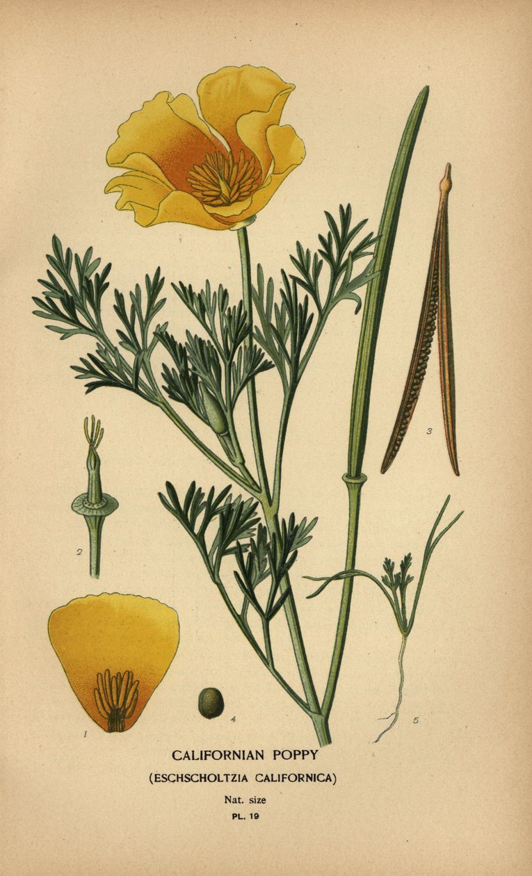 الخشخاش في كاليفورنيا ، Eschscholzia californica بواسطة الرغبة جورج جان ماري بوا