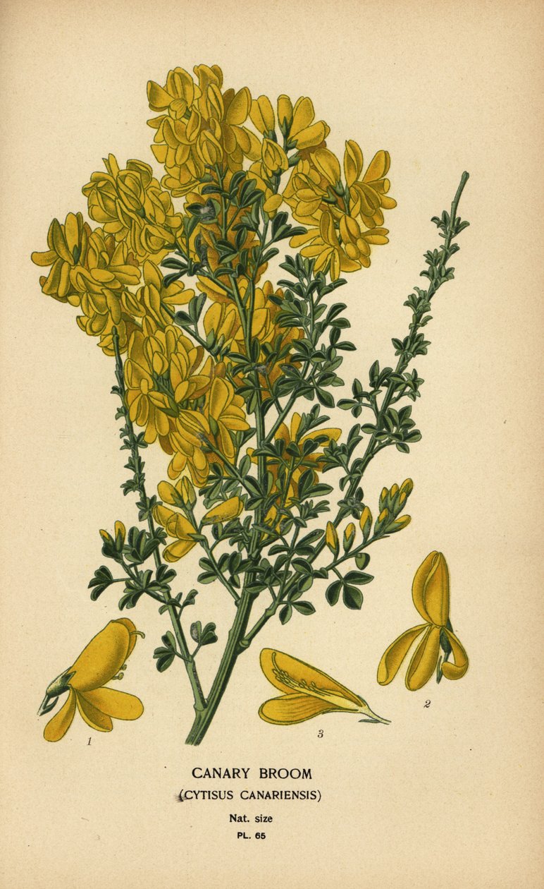 مكنسة الكناري ، Genista canariensis. بواسطة الرغبة جورج جان ماري بوا