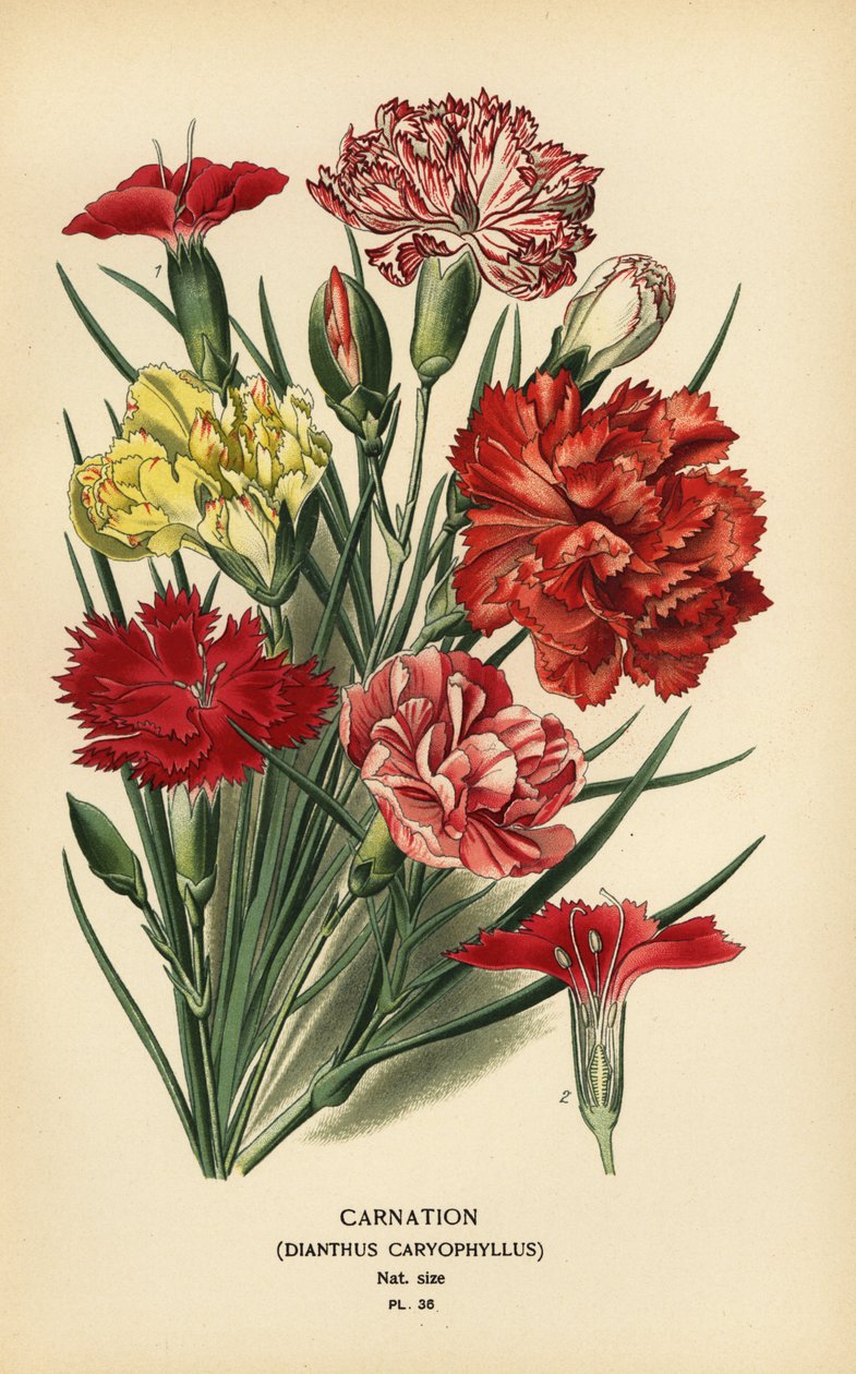 قرنفل ، Dianthus caryophyllus. بواسطة الرغبة جورج جان ماري بوا