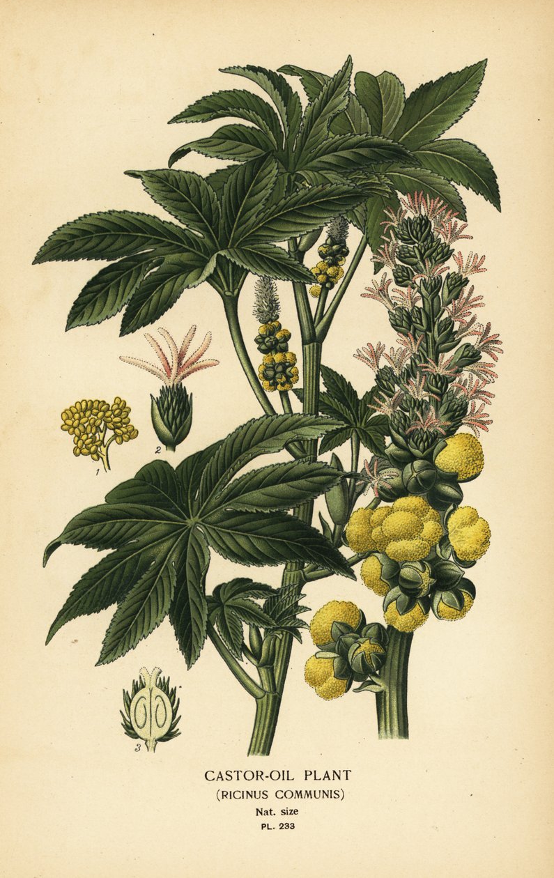 مصنع زيت الخروع ، Ricinus communis. الطباعة الحجرية الملونة من رسم توضيحي رسمه Desire Bois من زهور الحدائق والدفيئة المفضلة لإدوارد ستيب ، فريدريك وارن ، لندن بواسطة الرغبة جورج جان ماري بوا