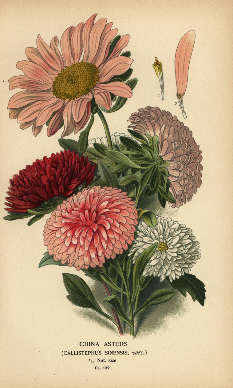 أصناف أستر الصين ، Callistephus x sinensis. بواسطة الرغبة جورج جان ماري بوا