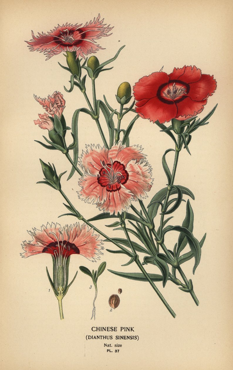 الوردي الصيني ، Dianthus chinensis. بواسطة الرغبة جورج جان ماري بوا