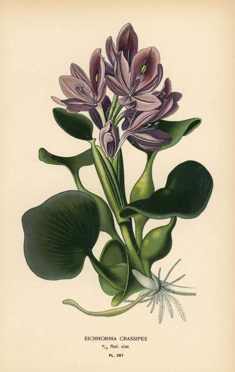 صفير الماء الشائع ، Eichhornia crassipes. الطباعة الحجرية الملونة من رسم توضيحي رسمه Desire Bois من زهور الحدائق والدفيئة المفضلة لإدوارد ستيب ، فريدريك وارن ، لندن بواسطة الرغبة جورج جان ماري بوا