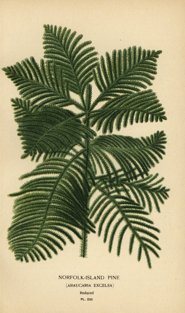 طبخ الصنوبر، Araucaria columnaris. (صنوبر جزيرة نورفولك، أراوكاريا إكسلسا). مطبوعة حجرية ملونة من رسم توضيحي لديزيريه بوا من زهور الحديقة والدفيئة المفضلة لإدوارد ستيب، فريدريك وارن، لندن بواسطة الرغبة جورج جان ماري بوا