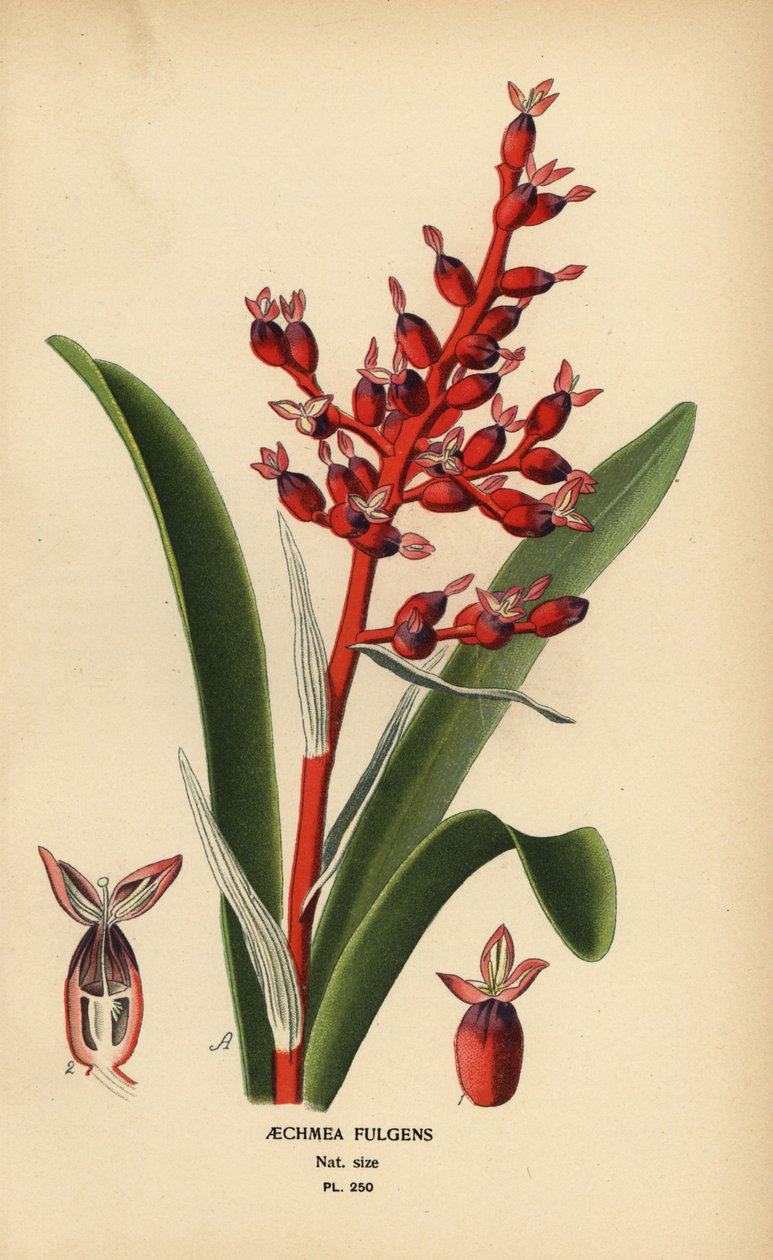 كورالبيري ، Aechmea fulgens. الطباعة الحجرية الملونة من رسم توضيحي رسمه Desire Bois من زهور الحدائق والدفيئة المفضلة لإدوارد ستيب ، فريدريك وارن ، لندن بواسطة الرغبة جورج جان ماري بوا