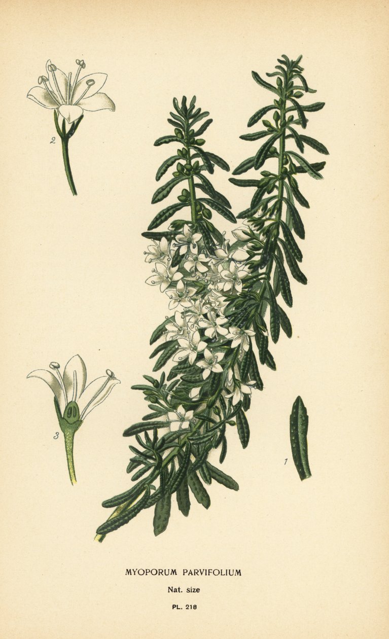 boobialla الزاحف ، Myoporum parvifolium. الطباعة الحجرية الملونة من رسم توضيحي رسمه Desire Bois من زهور الحدائق والدفيئة المفضلة لإدوارد ستيب ، فريدريك وارن ، لندن بواسطة الرغبة جورج جان ماري بوا