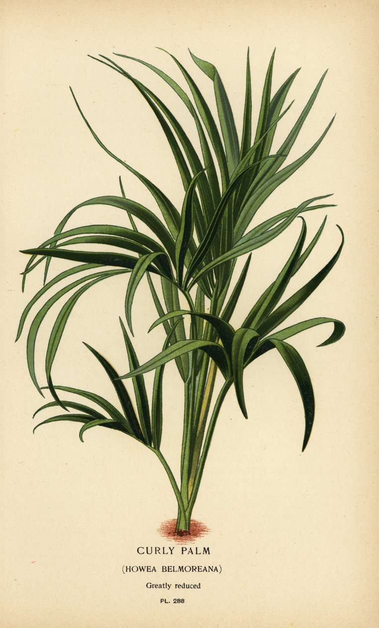 النخيل المجعد ، Howea belmoreana. مُعَرَّض. الطباعة الحجرية الملونة من رسم توضيحي رسمه Desire Bois من زهور الحدائق والدفيئة المفضلة لإدوارد ستيب ، فريدريك وارن ، لندن بواسطة الرغبة جورج جان ماري بوا