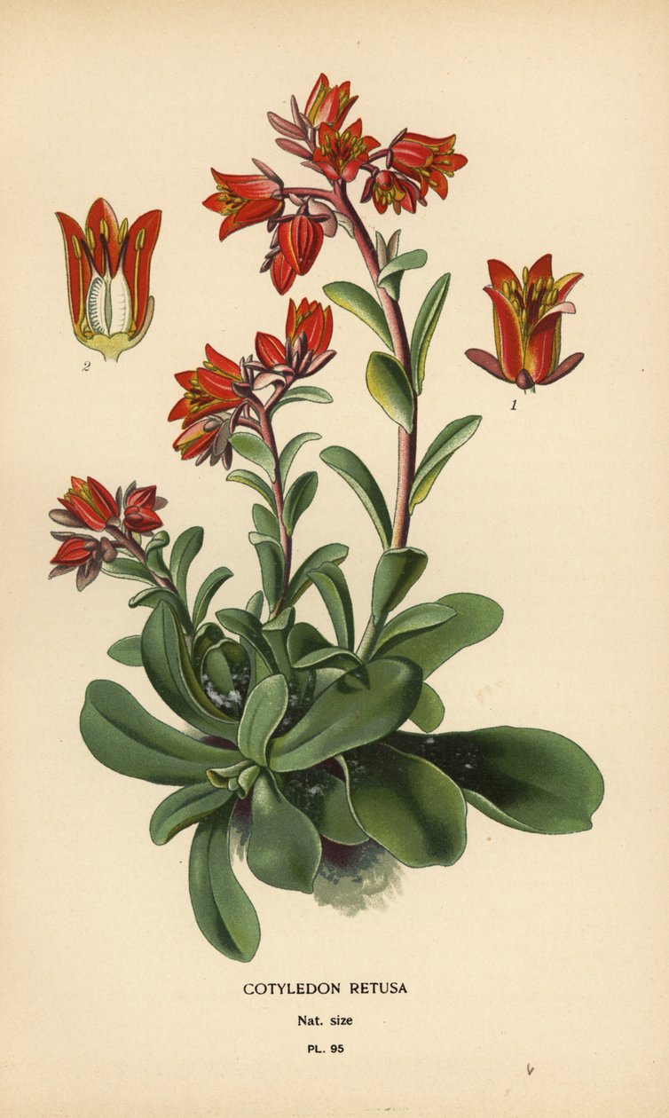 ساطع Echeveria. بواسطة الرغبة جورج جان ماري بوا