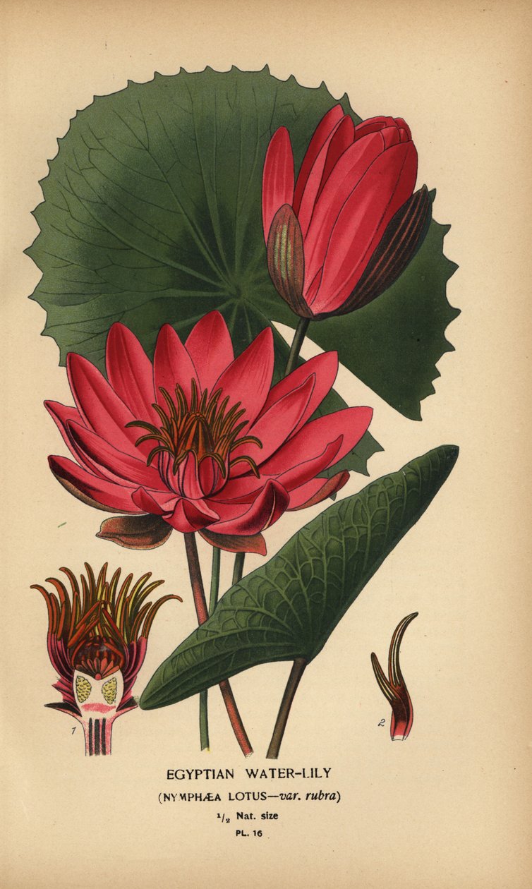 الزنبق المائي المصري ، Nymphaea lotus. بواسطة الرغبة جورج جان ماري بوا