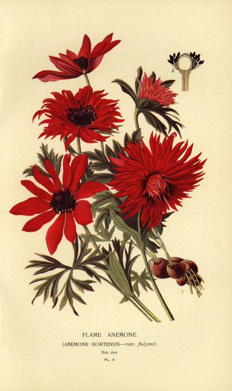 شقائق النعمان ، شقائق النعمان hortensis. بواسطة الرغبة جورج جان ماري بوا
