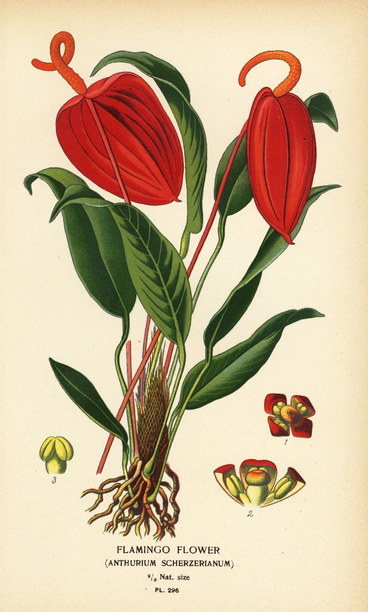زهرة فلامنغو ، Anthurium scherzerianum. الطباعة الحجرية الملونة من رسم توضيحي رسمه Desire Bois من زهور الحدائق والدفيئة المفضلة لإدوارد ستيب ، فريدريك وارن ، لندن بواسطة الرغبة جورج جان ماري بوا