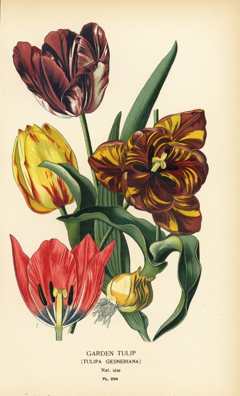 حديقة الخزامى ، Tulipa gesneriana. الطباعة الحجرية الملونة من رسم توضيحي رسمه Desire Bois من زهور الحدائق والدفيئة المفضلة لإدوارد ستيب ، فريدريك وارن ، لندن بواسطة الرغبة جورج جان ماري بوا