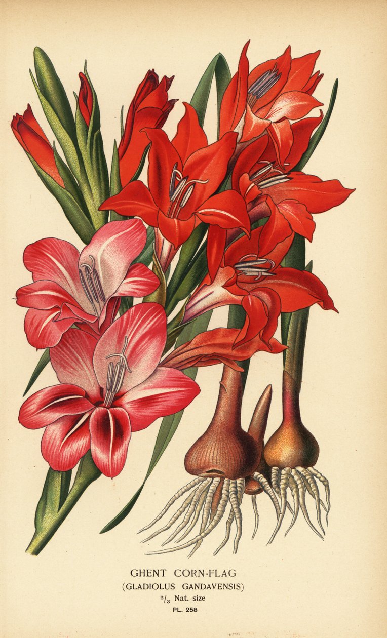 جنت كورن فلاج ، Gladiolus x gandavensis. الطباعة الحجرية الملونة من رسم توضيحي رسمه Desire Bois من زهور الحدائق والدفيئة المفضلة لإدوارد ستيب ، فريدريك وارن ، لندن بواسطة الرغبة جورج جان ماري بوا