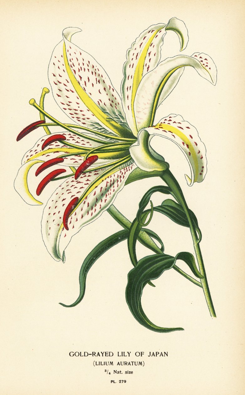 زنبق اليابان المشع بالذهب أو يامايوري Lilium auratum. الطباعة الحجرية الملونة من رسم توضيحي رسمه Desire Bois من زهور الحدائق والدفيئة المفضلة لإدوارد ستيب ، فريدريك وارن ، لندن بواسطة الرغبة جورج جان ماري بوا