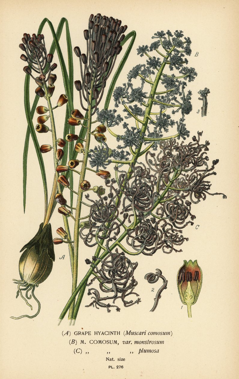 صفير العنب ، Leopoldia comosa (Muscari comosum ، var. monstrosum ، var. plumosa). الطباعة الحجرية الملونة من رسم توضيحي رسمه Desire Bois من زهور الحدائق والدفيئة المفضلة لإدوارد ستيب ، فريدريك وارن ، لندن بواسطة الرغبة جورج جان ماري بوا