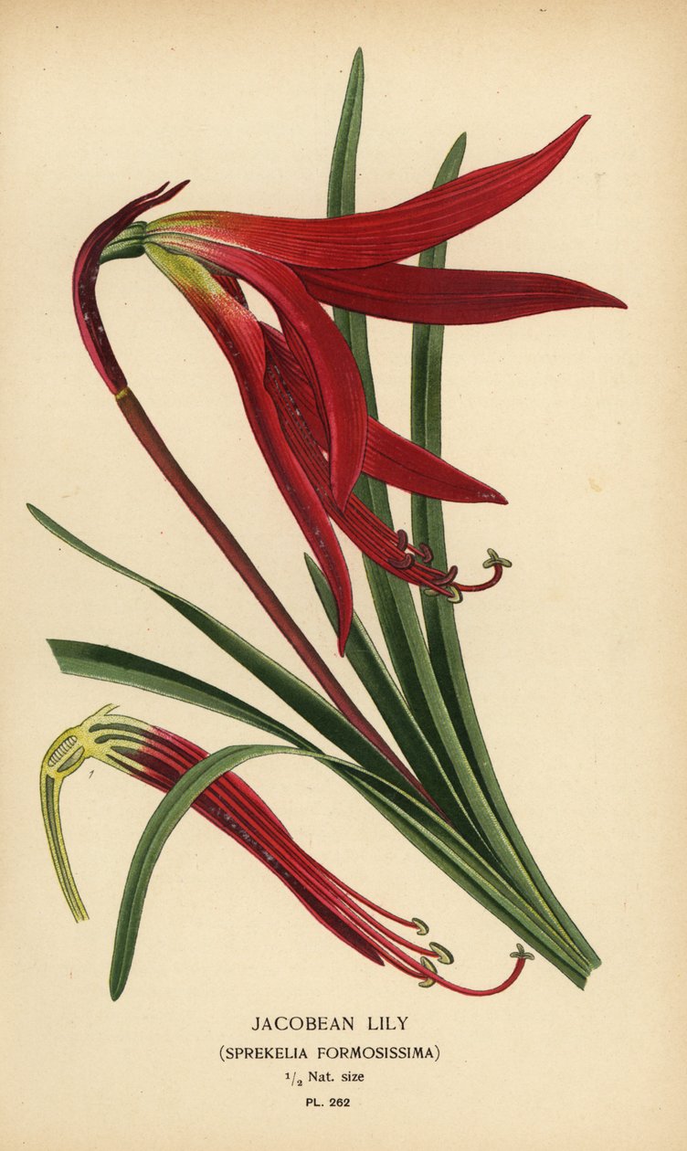 زنبق يعقوبي ، Sprekelia formosissima. الطباعة الحجرية الملونة من رسم توضيحي رسمه Desire Bois من زهور الحدائق والدفيئة المفضلة لإدوارد ستيب ، فريدريك وارن ، لندن بواسطة الرغبة جورج جان ماري بوا