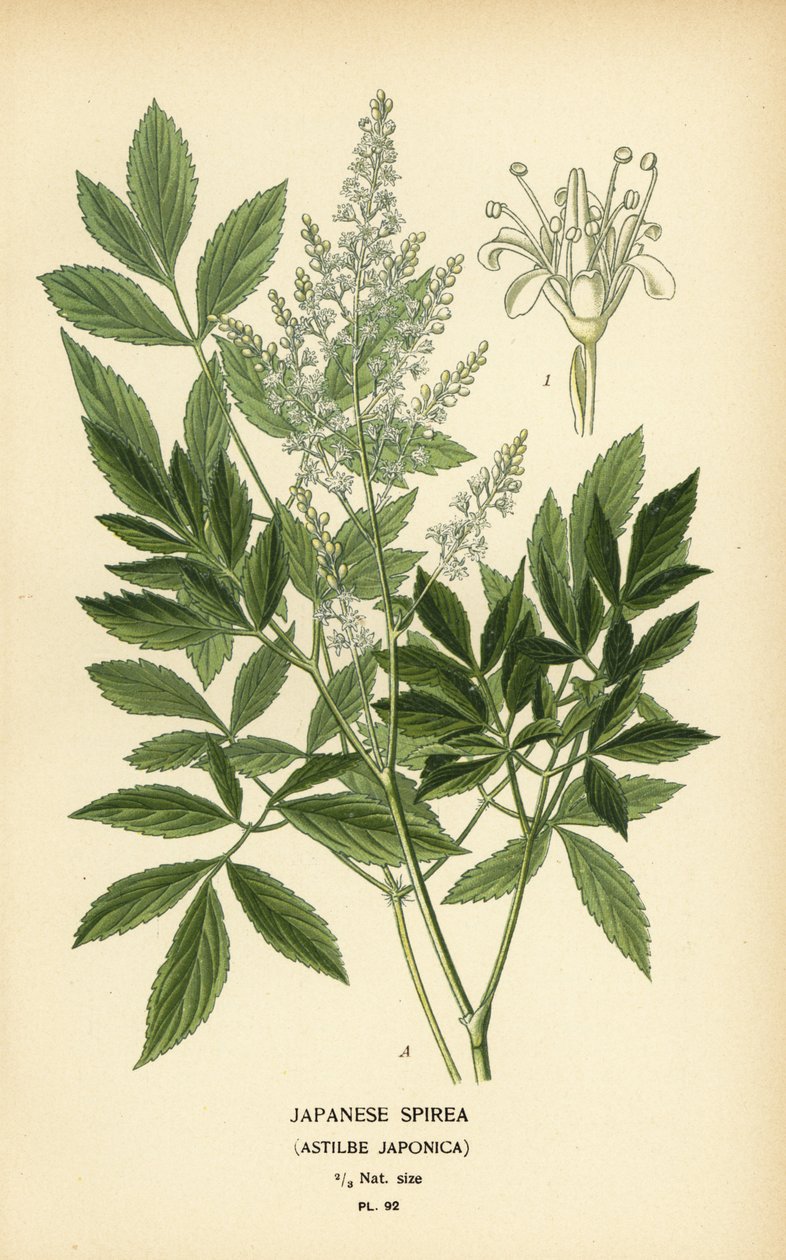 سبيريا يابانية ، Astilbe japonica. بواسطة الرغبة جورج جان ماري بوا