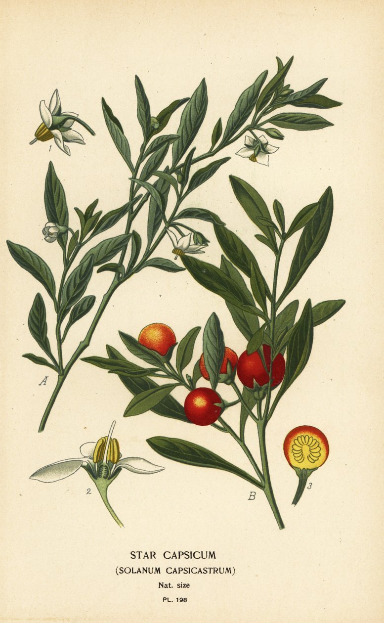 الكرز القدس ، Solanum pseudocapsicum var. ديفلوريس بواسطة الرغبة جورج جان ماري بوا