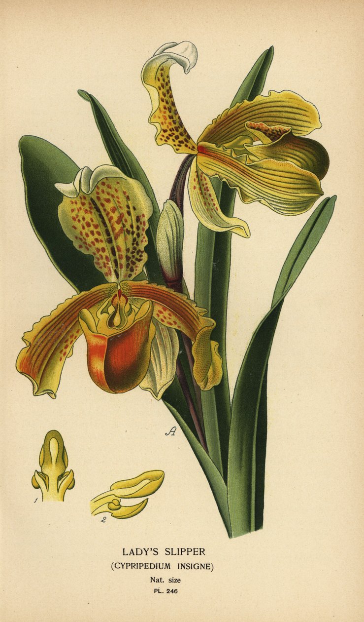 شبشب ليدي أوركيد ، Paphiopedilum insigne (Cypripedium insigne). الطباعة الحجرية الملونة من رسم توضيحي رسمه Desire Bois من زهور الحدائق والدفيئة المفضلة لإدوارد ستيب ، فريدريك وارن ، لندن بواسطة الرغبة جورج جان ماري بوا