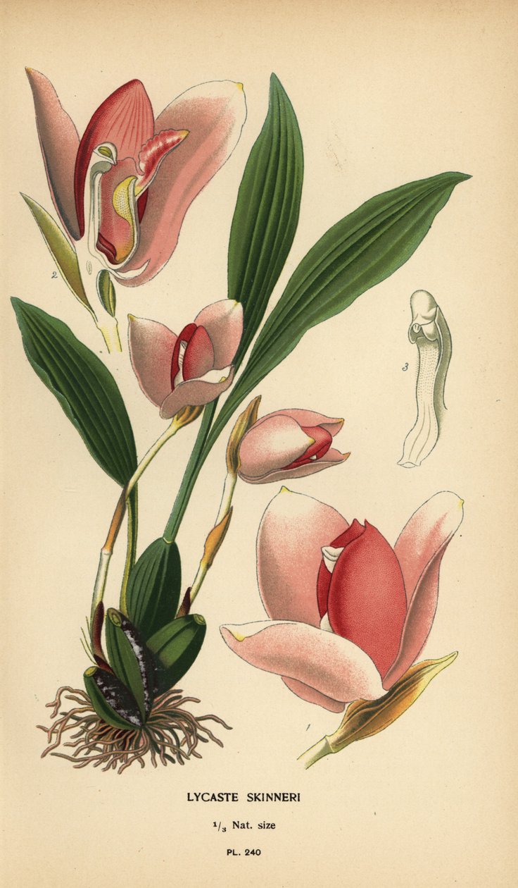 Lycaste virginalis orchid (Lycaste skinneri). الطباعة الحجرية الملونة من رسم توضيحي رسمه Desire Bois من زهور الحدائق والدفيئة المفضلة لإدوارد ستيب ، فريدريك وارن ، لندن بواسطة الرغبة جورج جان ماري بوا