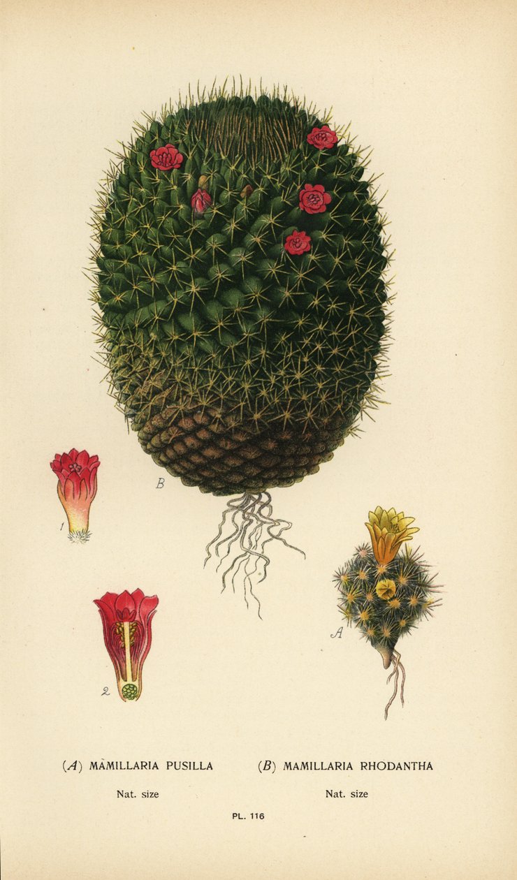 Mammillaria prolifera و Mammillaria rhodantha. بواسطة الرغبة جورج جان ماري بوا