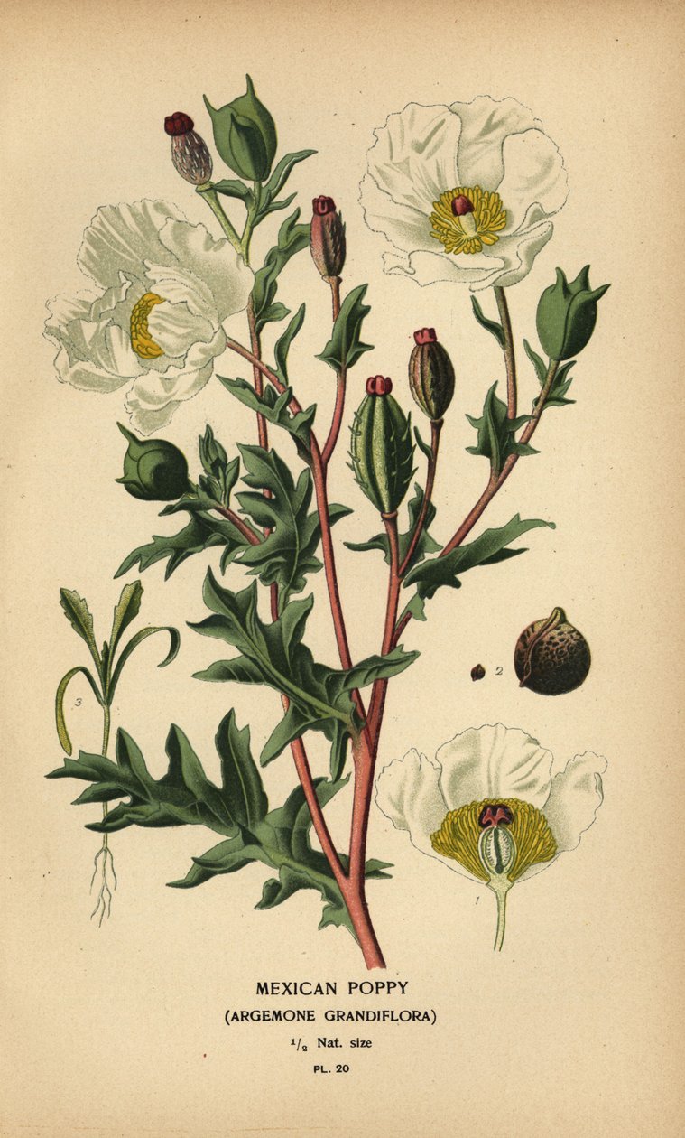 الخشخاش المكسيكي ، Argemone grandiflora. بواسطة الرغبة جورج جان ماري بوا