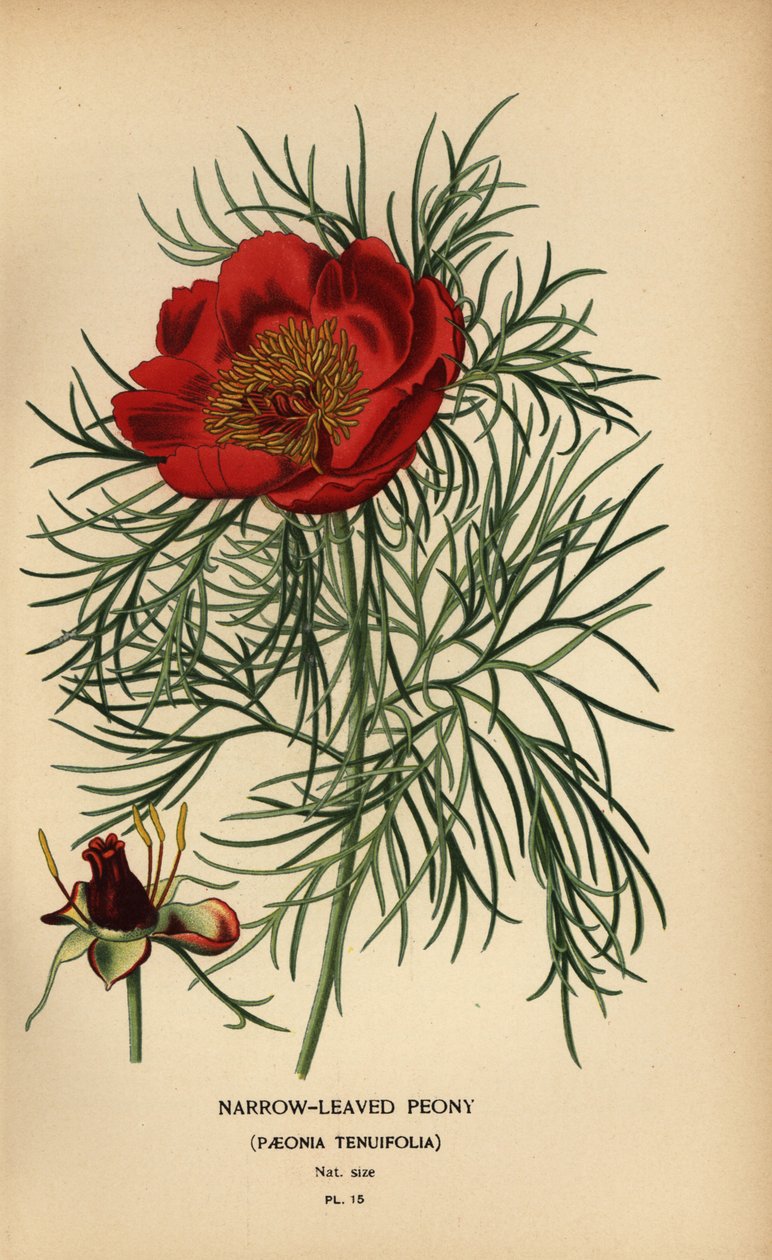الفاوانيا ضيقة الأوراق ، Paeonia tenuifolia ، بواسطة الرغبة جورج جان ماري بوا