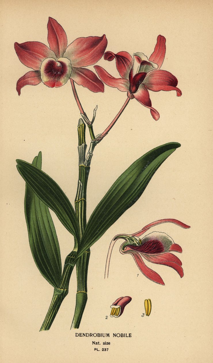 نوبل dendrobium السحلية ، Dendrobium nobile. الطباعة الحجرية الملونة من رسم توضيحي رسمه Desire Bois من زهور الحدائق والدفيئة المفضلة لإدوارد ستيب ، فريدريك وارن ، لندن بواسطة الرغبة جورج جان ماري بوا