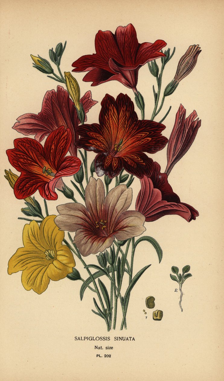 اللسان الملون أو زهرة البوق المخملية ، Salpiglossis sinuata. بواسطة الرغبة جورج جان ماري بوا