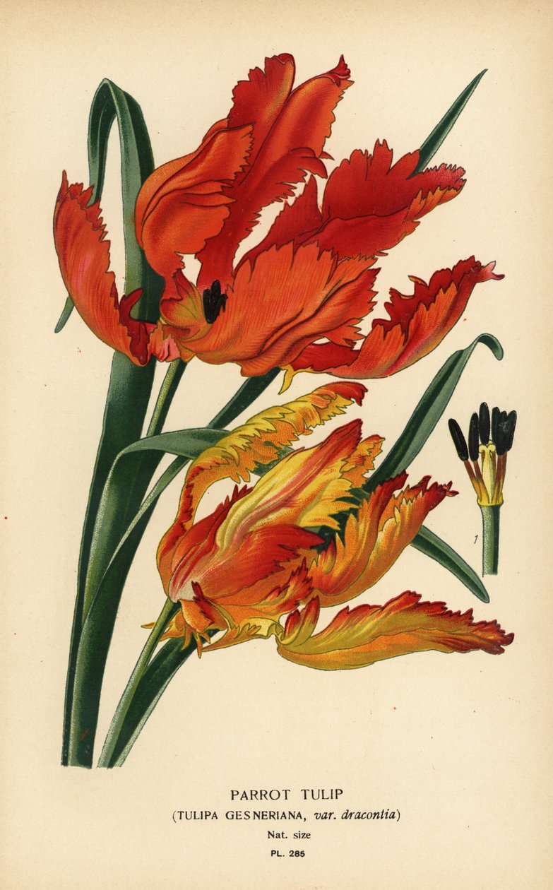 ببغاء تيوليب ، Tulipa gesneriana var. dracontia. الطباعة الحجرية الملونة من رسم توضيحي رسمه Desire Bois من زهور الحدائق والدفيئة المفضلة لإدوارد ستيب ، فريدريك وارن ، لندن بواسطة الرغبة جورج جان ماري بوا