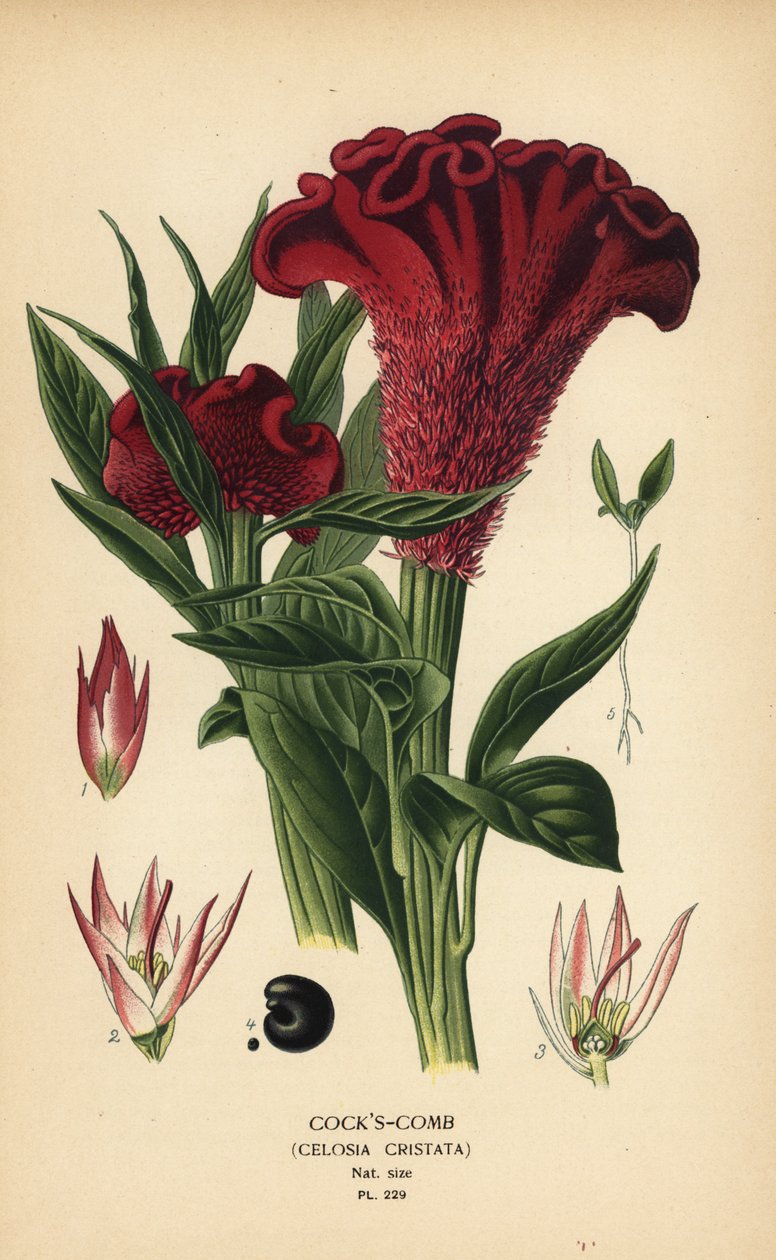 مشط الديك أو مشط الديك الفضي ، Celosia argentea (مشط الديك ، Celosia cristata). الطباعة الحجرية الملونة من رسم توضيحي رسمه Desire Bois من زهور الحدائق والدفيئة المفضلة لإدوارد ستيب ، فريدريك وارن ، لندن بواسطة الرغبة جورج جان ماري بوا