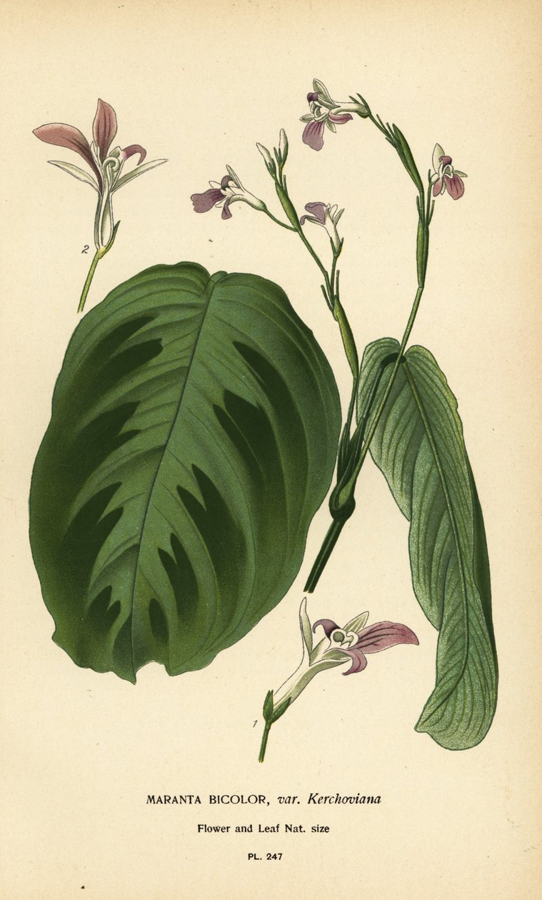 نبات الصلاة ، Maranta leuconeura (Maranta bicolor var. Kerchoviana). الطباعة الحجرية الملونة من رسم توضيحي رسمه Desire Bois من زهور الحدائق والدفيئة المفضلة لإدوارد ستيب ، فريدريك وارن ، لندن بواسطة الرغبة جورج جان ماري بوا