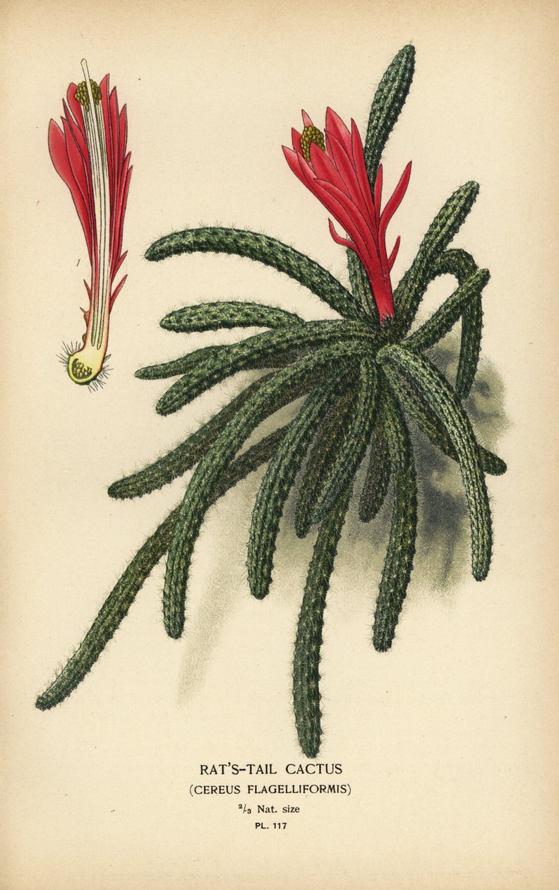 صبار Rattail ، Disocactus flagelliformis. بواسطة الرغبة جورج جان ماري بوا