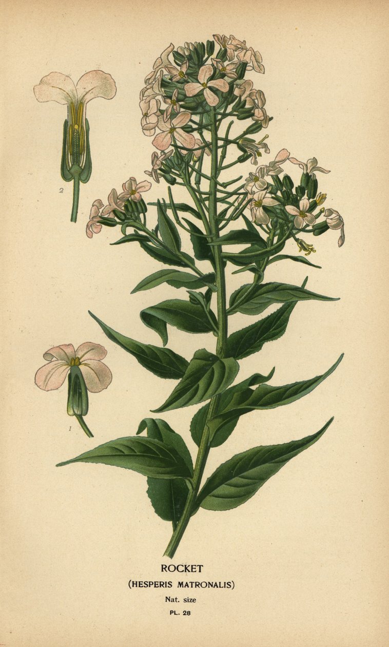 صاروخ ، مربية Hesper. بواسطة الرغبة جورج جان ماري بوا