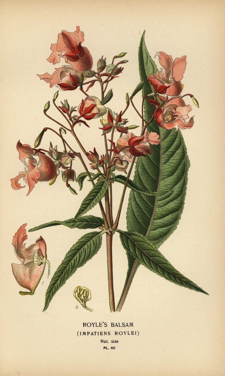 بلسم Royle ، Impatiens roylei. بواسطة الرغبة جورج جان ماري بوا