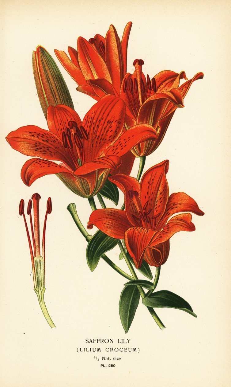 زنبق الزعفران ، Lilium croceum. الطباعة الحجرية الملونة من رسم توضيحي رسمه Desire Bois من زهور الحدائق والدفيئة المفضلة لإدوارد ستيب ، فريدريك وارن ، لندن بواسطة الرغبة جورج جان ماري بوا