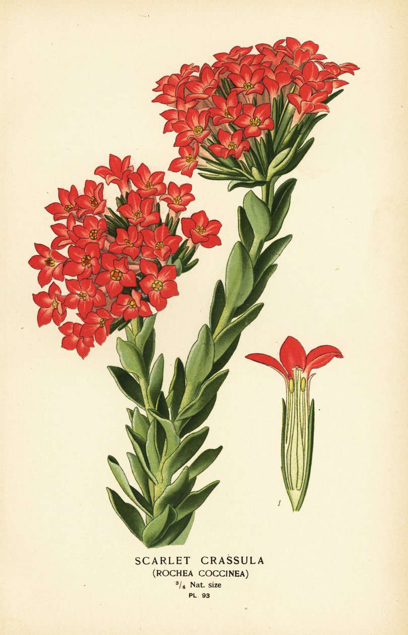 القرمزي carrula ، Crassula coccinea. بواسطة الرغبة جورج جان ماري بوا