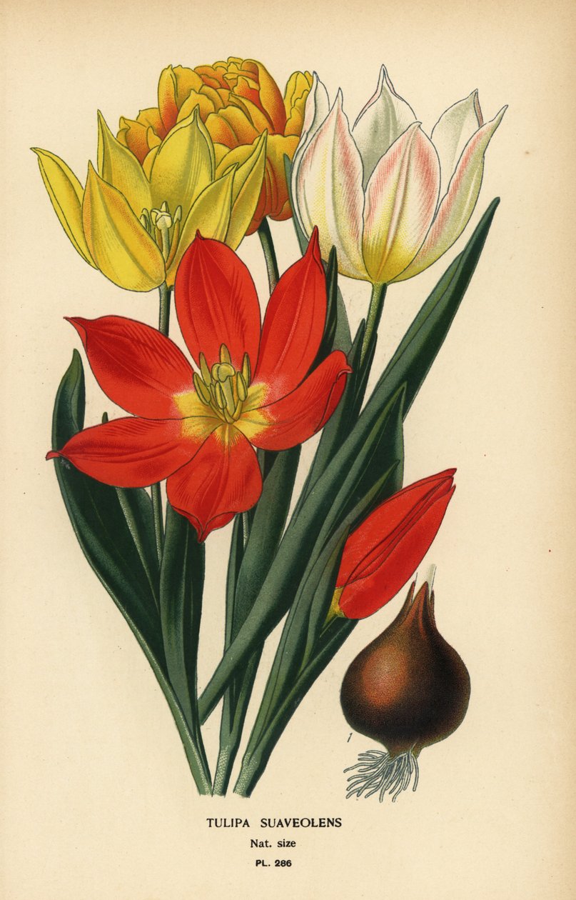 Schrenck