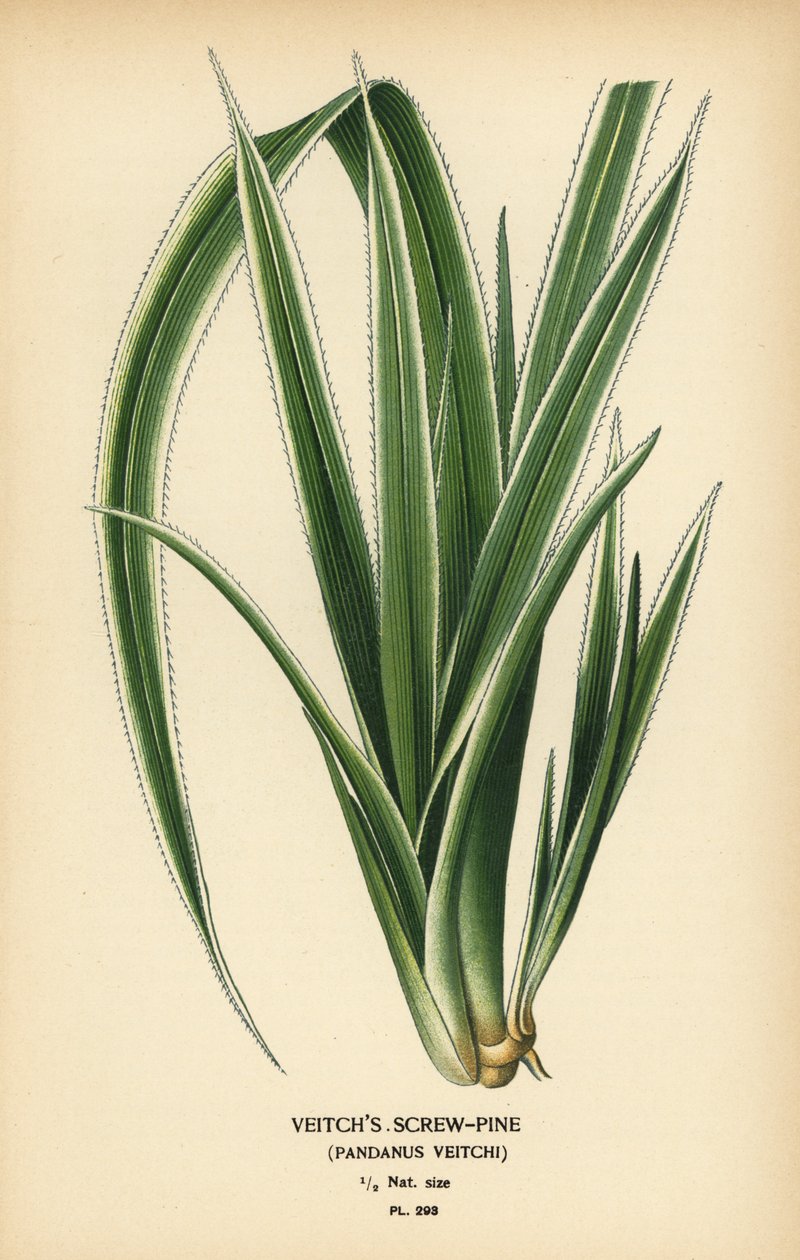 اللولب التاهيتي ، Pandanus tectorius (Veitch