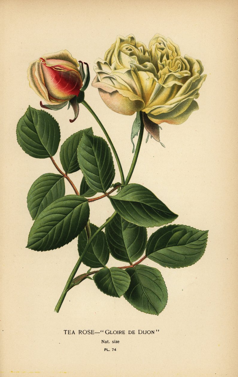 هجين وردة الشاي ، Gloire de Dijon ، Rosa × odorata. بواسطة الرغبة جورج جان ماري بوا