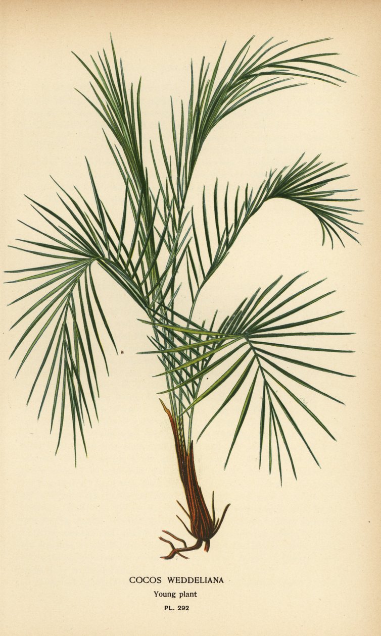 نخلة ويديل، Lytocaryum weddellianum، نبات صغير (Cocos weddeliana). مطبوعة حجرية ملونة من رسم توضيحي لديزيريه بوا من زهور الحديقة والدفيئة المفضلة لإدوارد ستيب، فريدريك وارن، لندن بواسطة الرغبة جورج جان ماري بوا