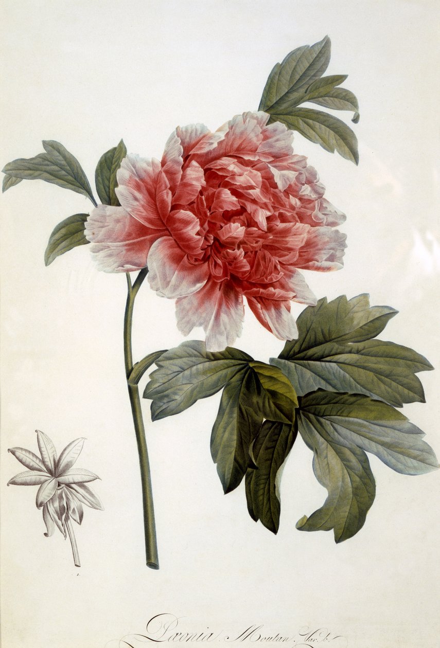 Paeonia Moutan ، تم نشره عام 1799 (نقش اللون) بواسطة المدرسة الهولندية