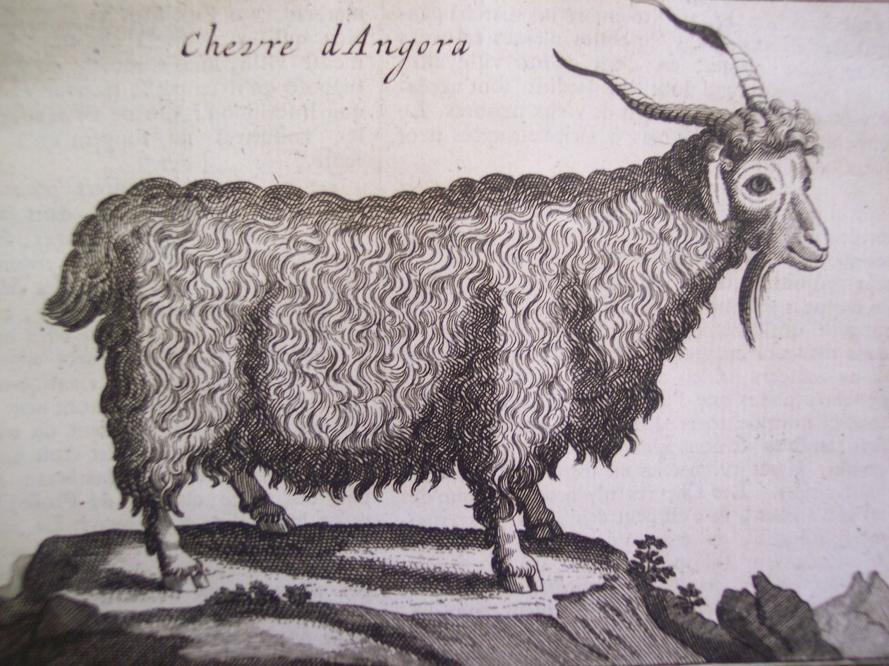 ماعز أنجورا ، من Relation dun Voyage du Levant بقلم جوزيف بيتون دي تورنفورت ، أمستردام ، 1718 بواسطة المدرسة الهولندية