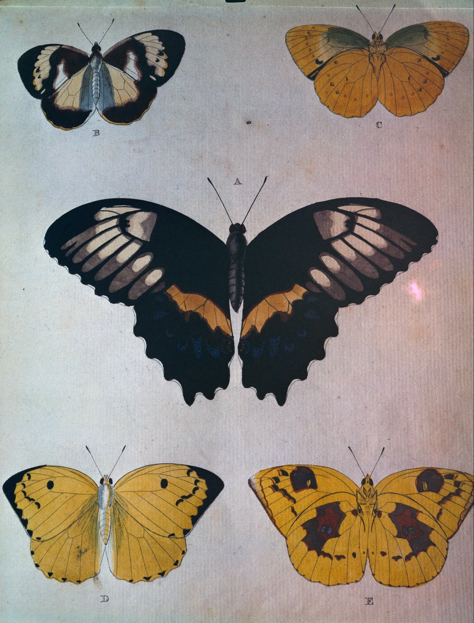 Butterflies بواسطة المدرسة الهولندية
