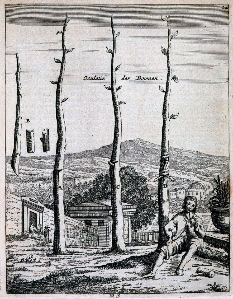 أشجار الفاكهة ، من De Nederlandze Hesperides بواسطة Jan Commelin ، تم نشره عام 1676 بواسطة المدرسة الهولندية