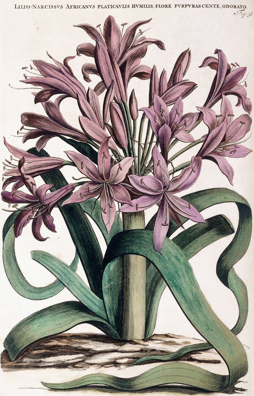 Lillio-Narcissus ، 1697-1701 بواسطة المدرسة الهولندية