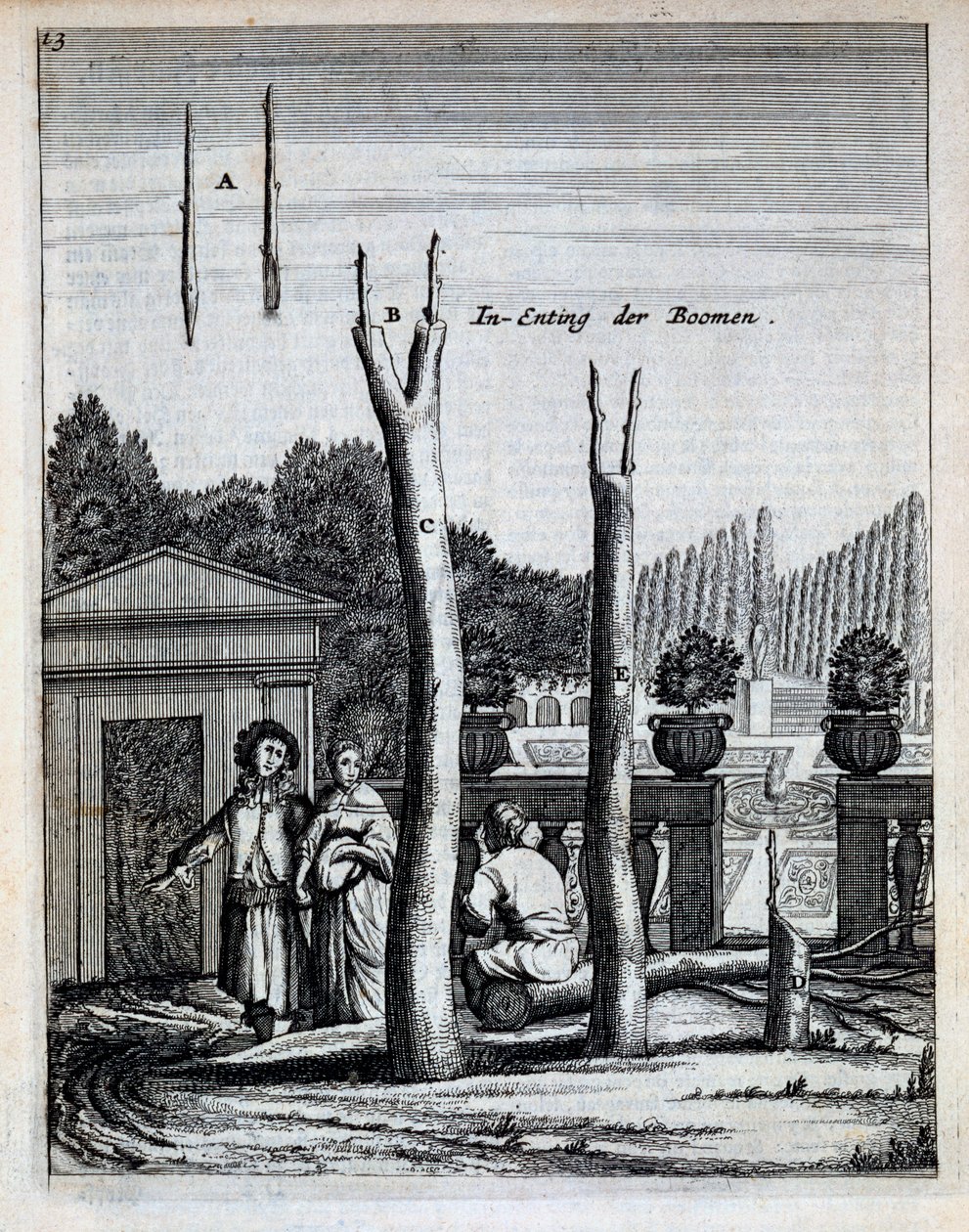 تم نشر أشجار الليمون والبرتقال ، من De Nederlandze Hesperides بواسطة جان كوملين ، 1676 بواسطة المدرسة الهولندية