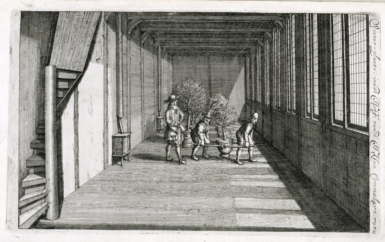 نقل الأشجار إلى الحديقة لفصل الصيف ، من De Nederlandze Hesperides بواسطة Jan Commelin ، تم نشره عام 1676 بواسطة المدرسة الهولندية